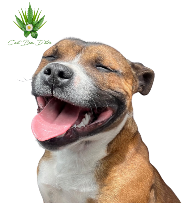 Cbd Animaux