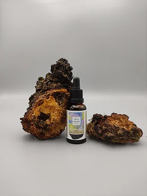 Chaga